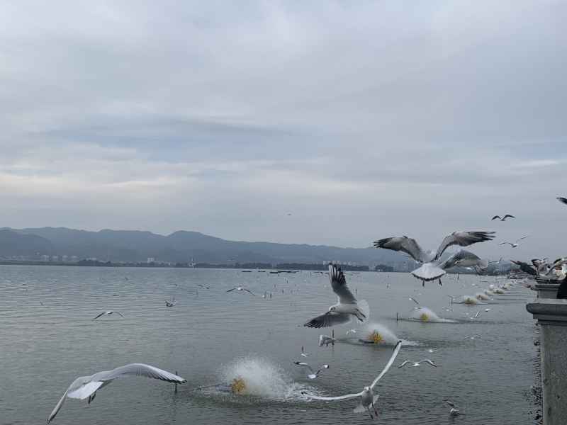 海鸥 12
