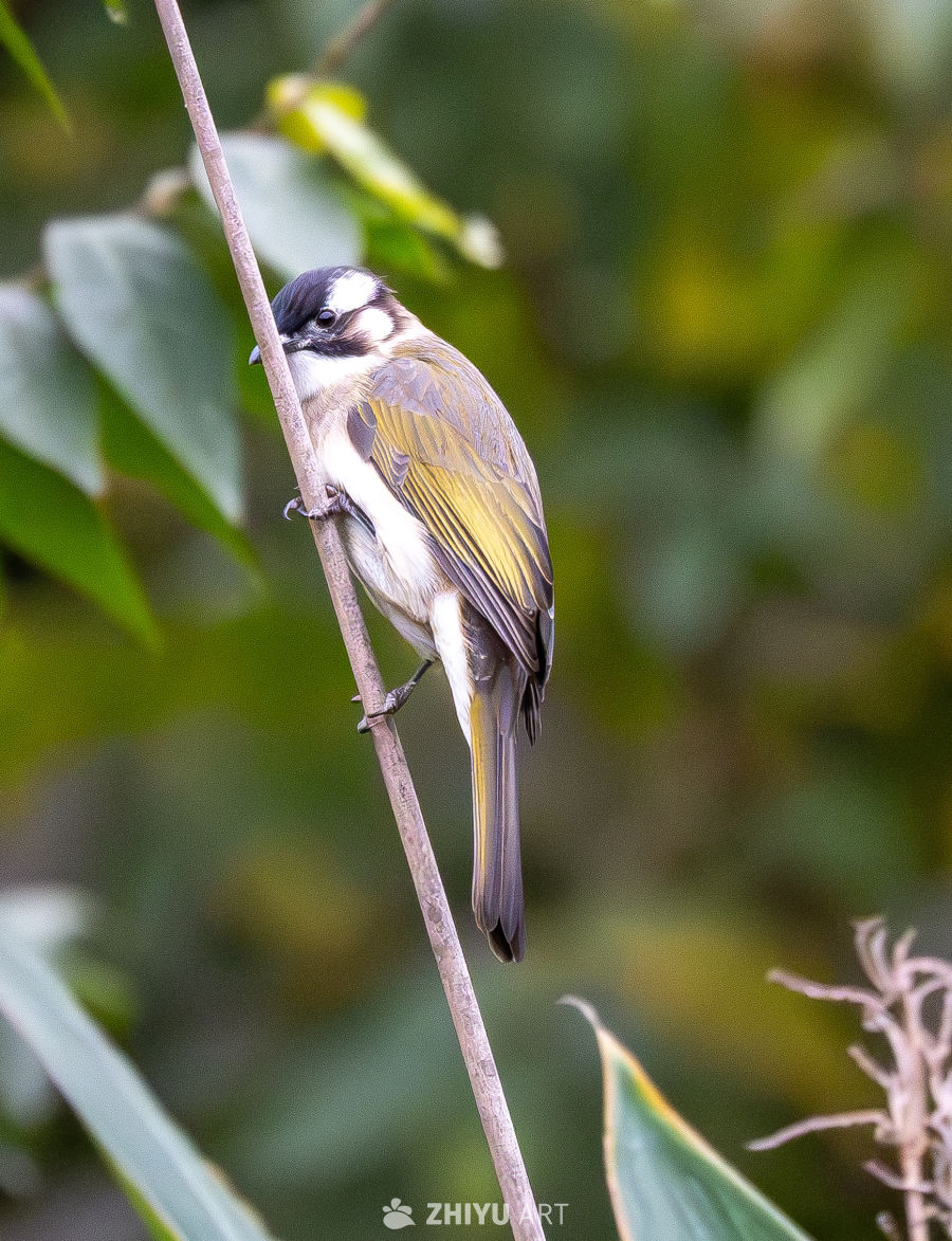 小鸟栖息于枝头