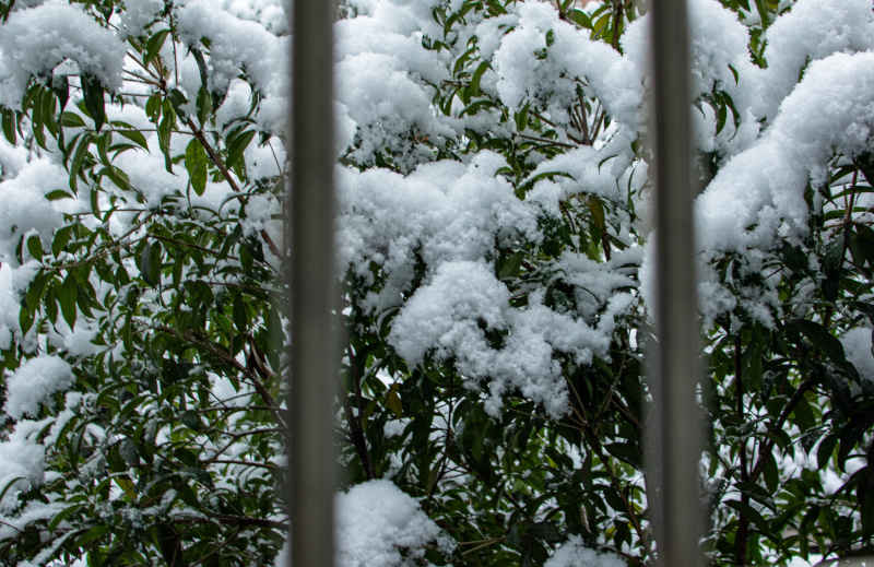 窗里看雪