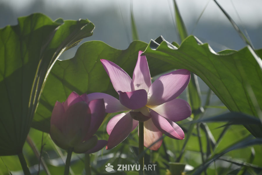 晨光中的莲花