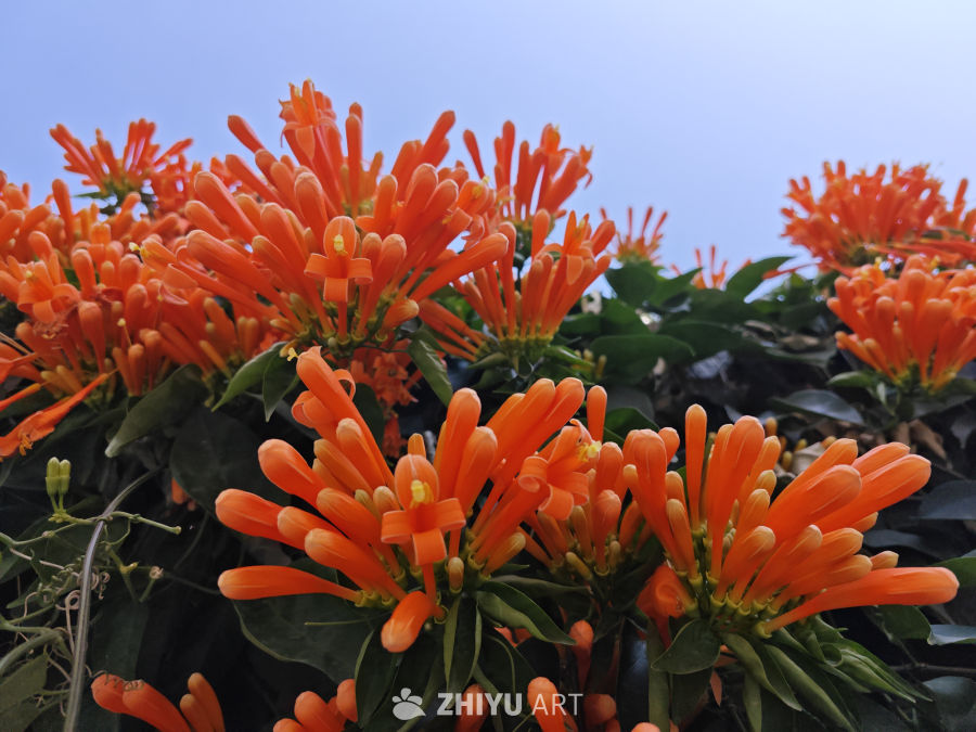 晴天炮仗花 7