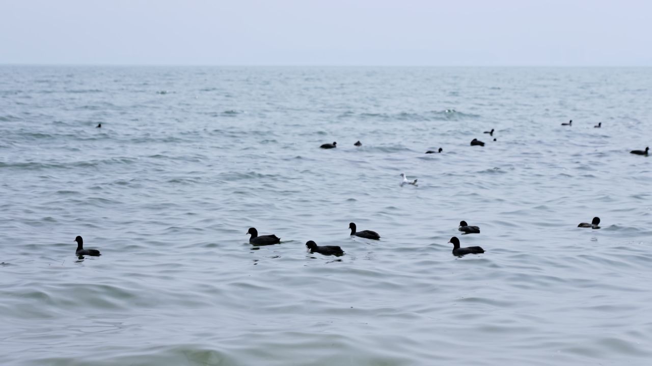 云南大理洱海海鸥升格高速实拍视频