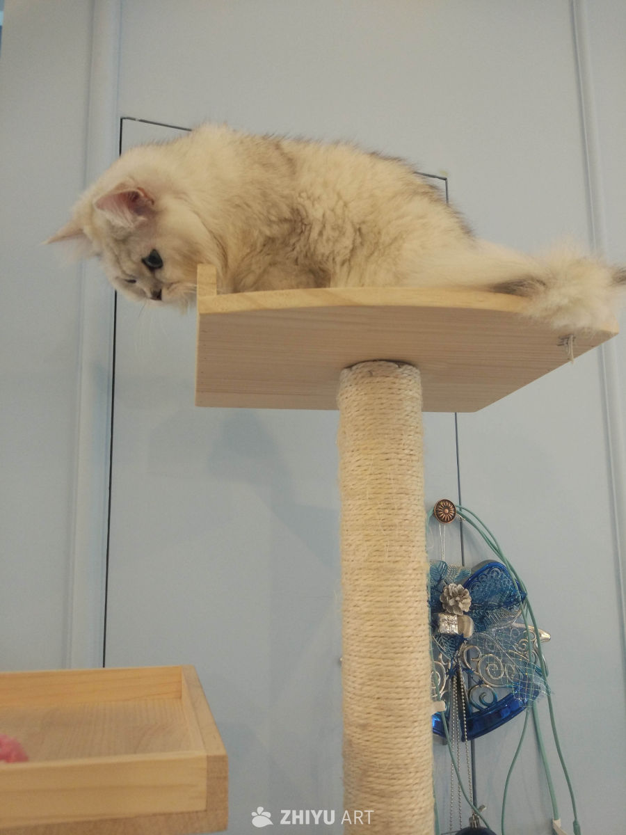 猫咪日常 3