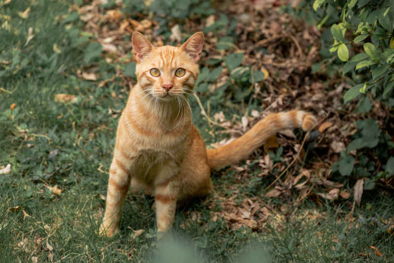 小猫小猫