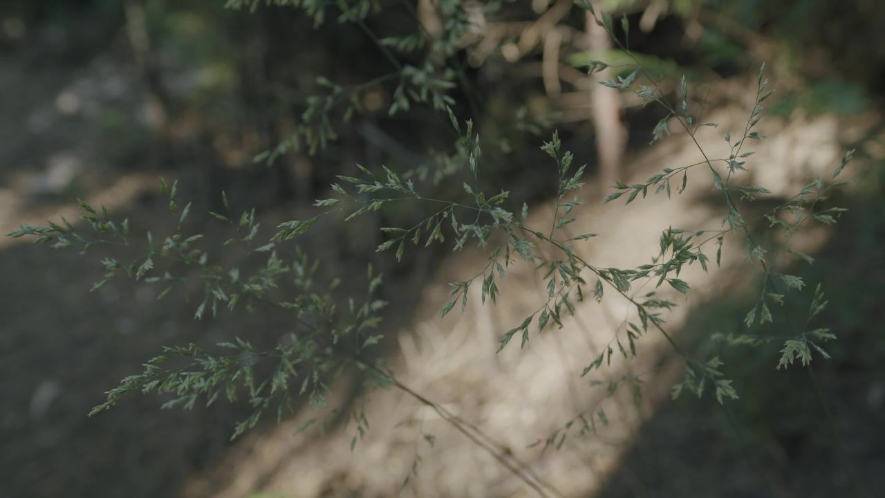 静谧的自然时光