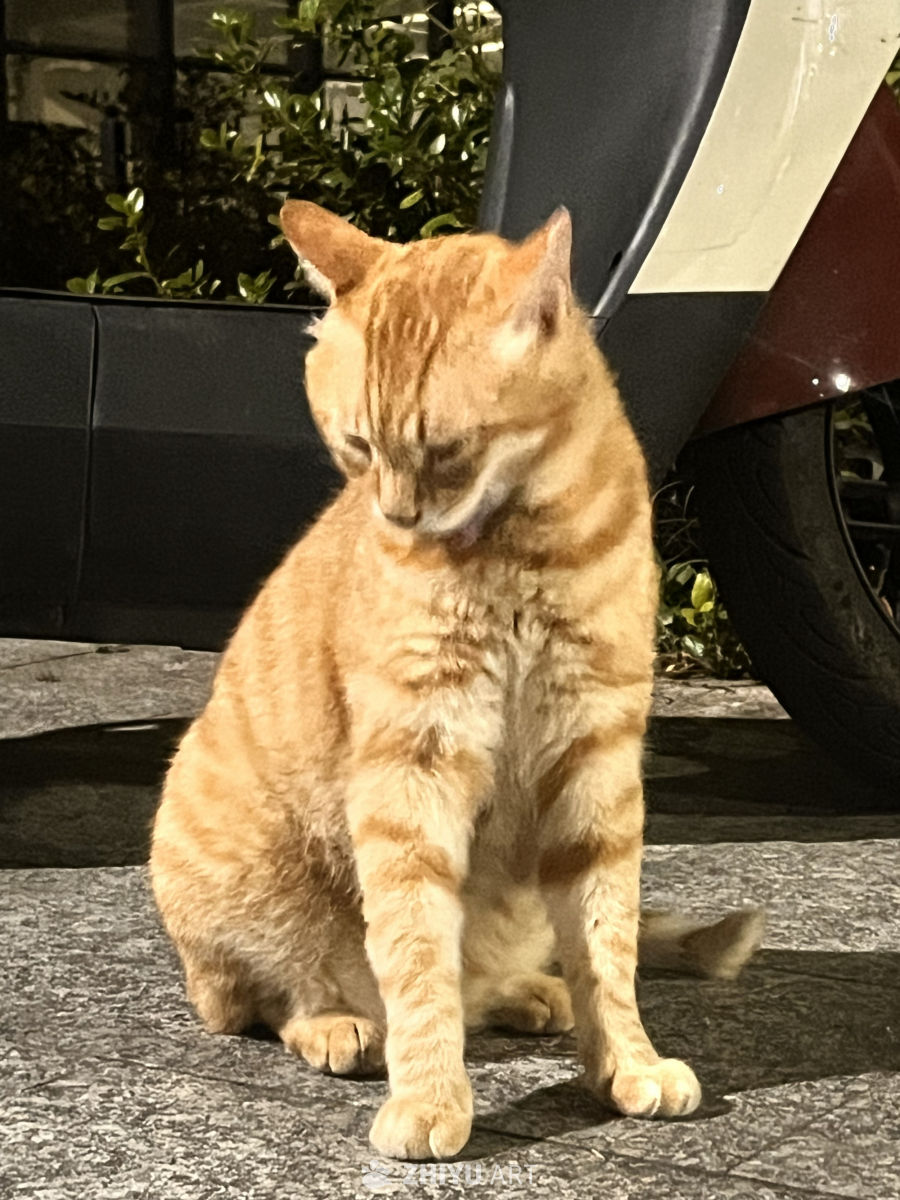 夜色中的橙猫