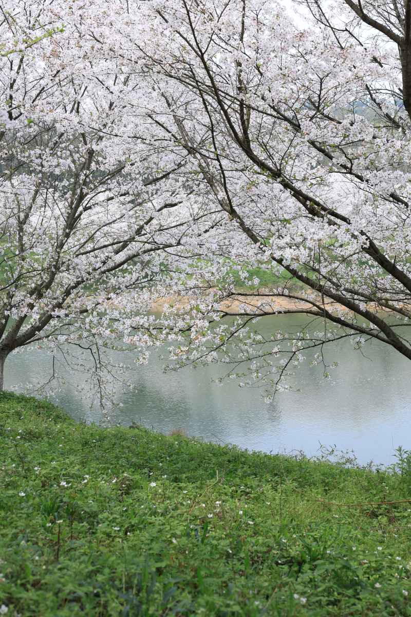樱花树下