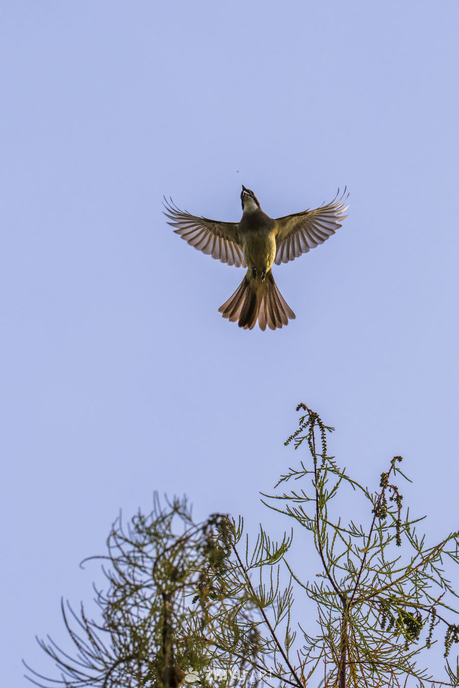 蓝天下的自由飞翔