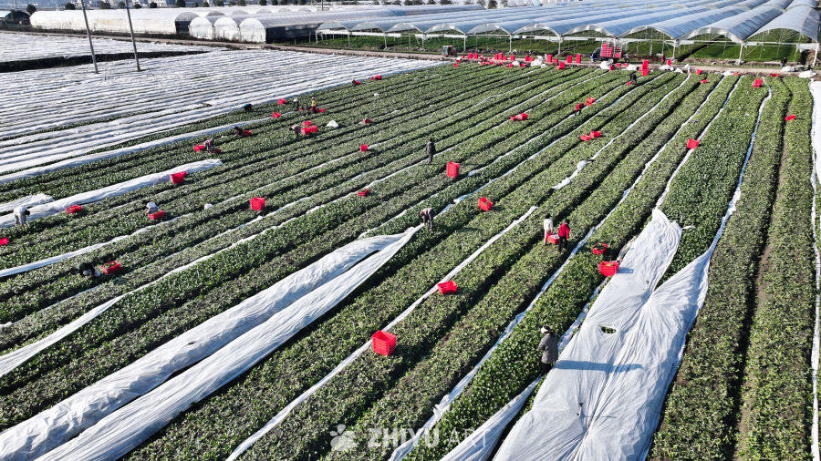 蔬菜种植基地  蔬菜菜心采收 1