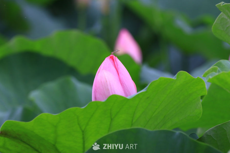 荷花 87