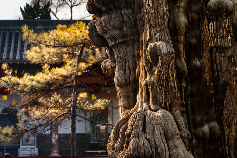 寺庙 5