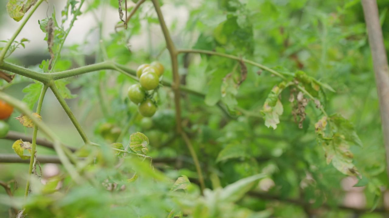 野生番茄果