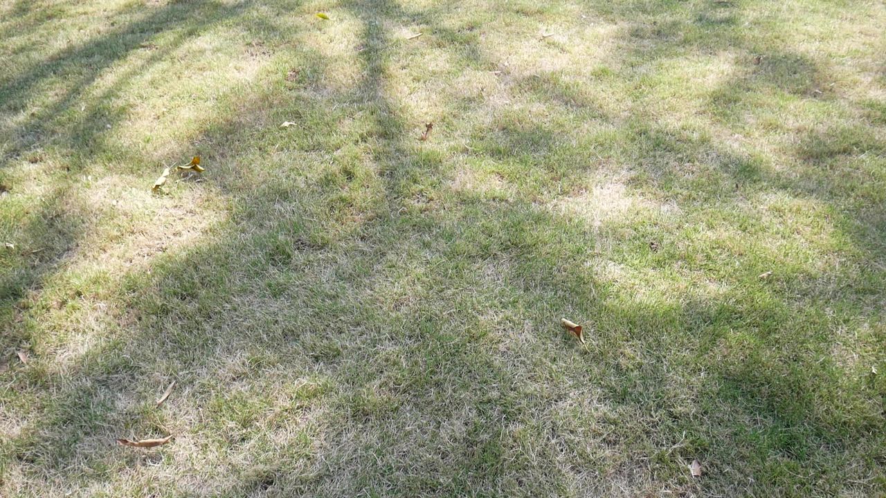 阳光草地高大木棉树