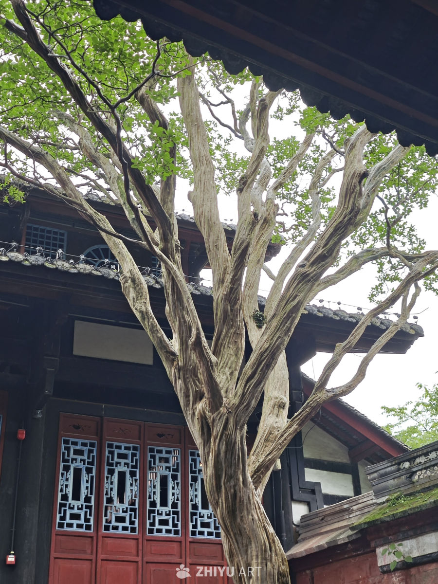 都江堰南桥蓝眼泪 7
