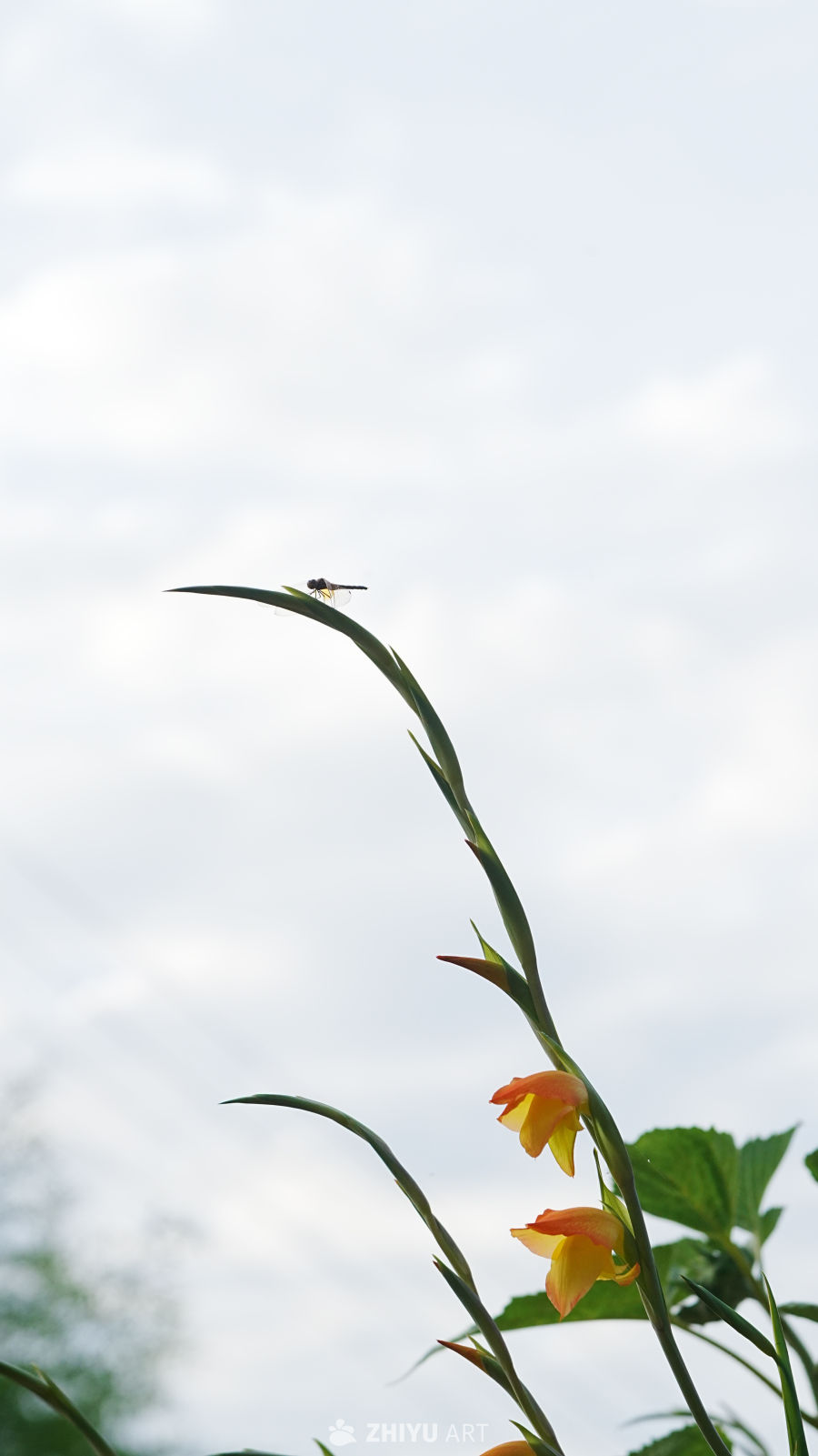 蜻蜓与花语