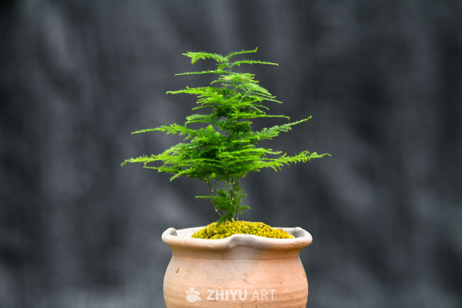 苔藓植物种植 41