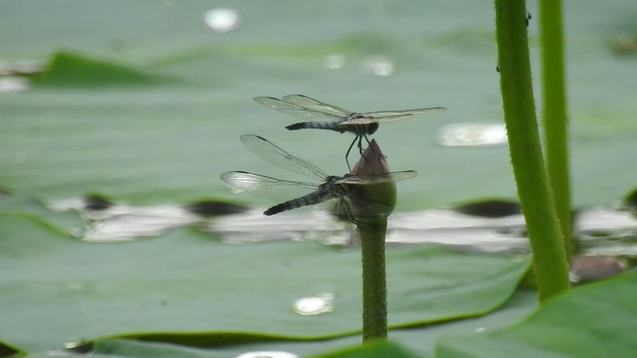 蜻蜓 5