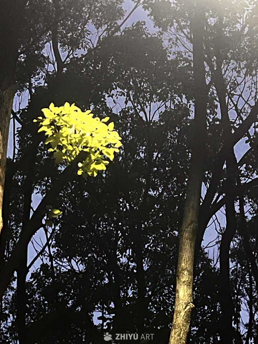 阳光下的黄花与树影