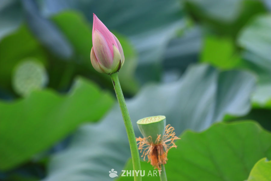 盛夏荷花 191