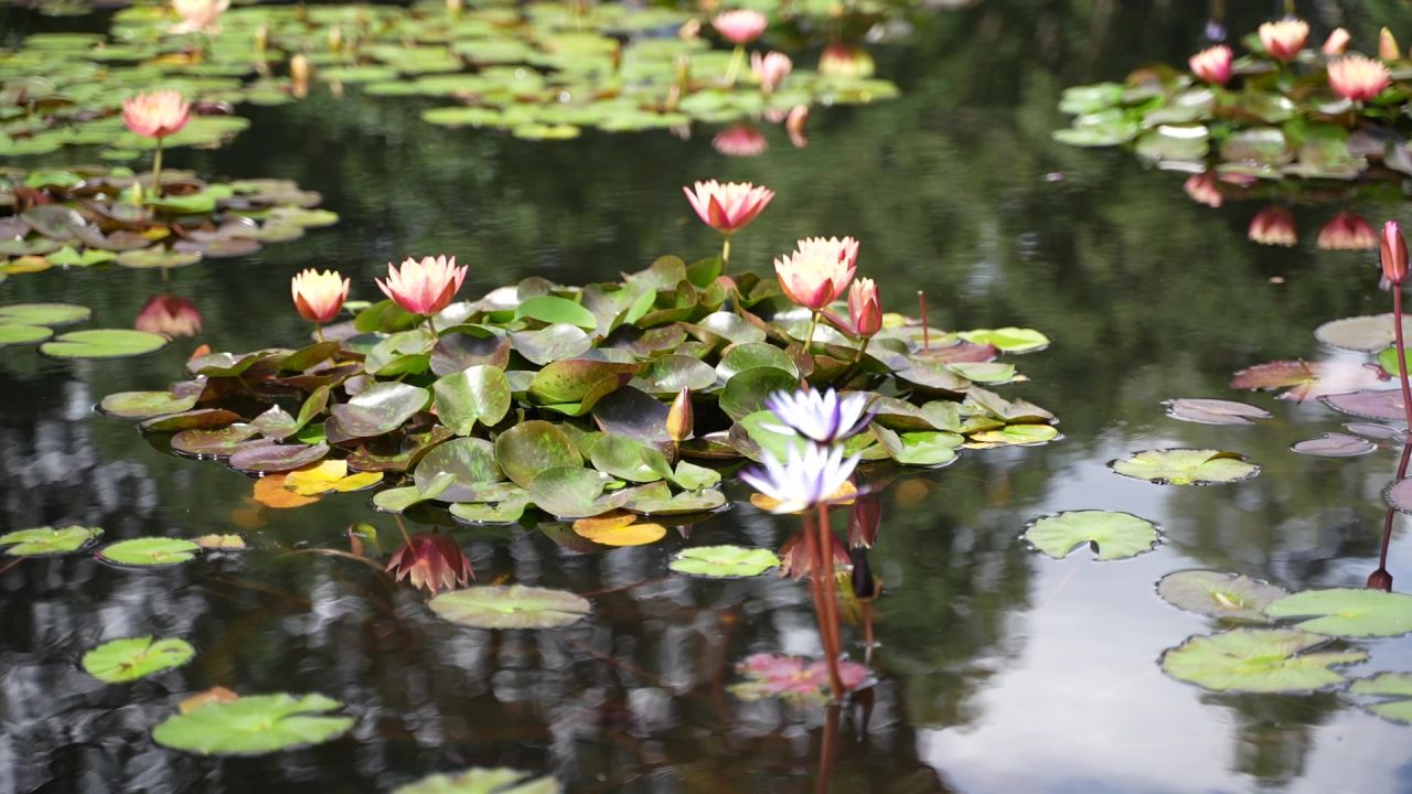 睡莲