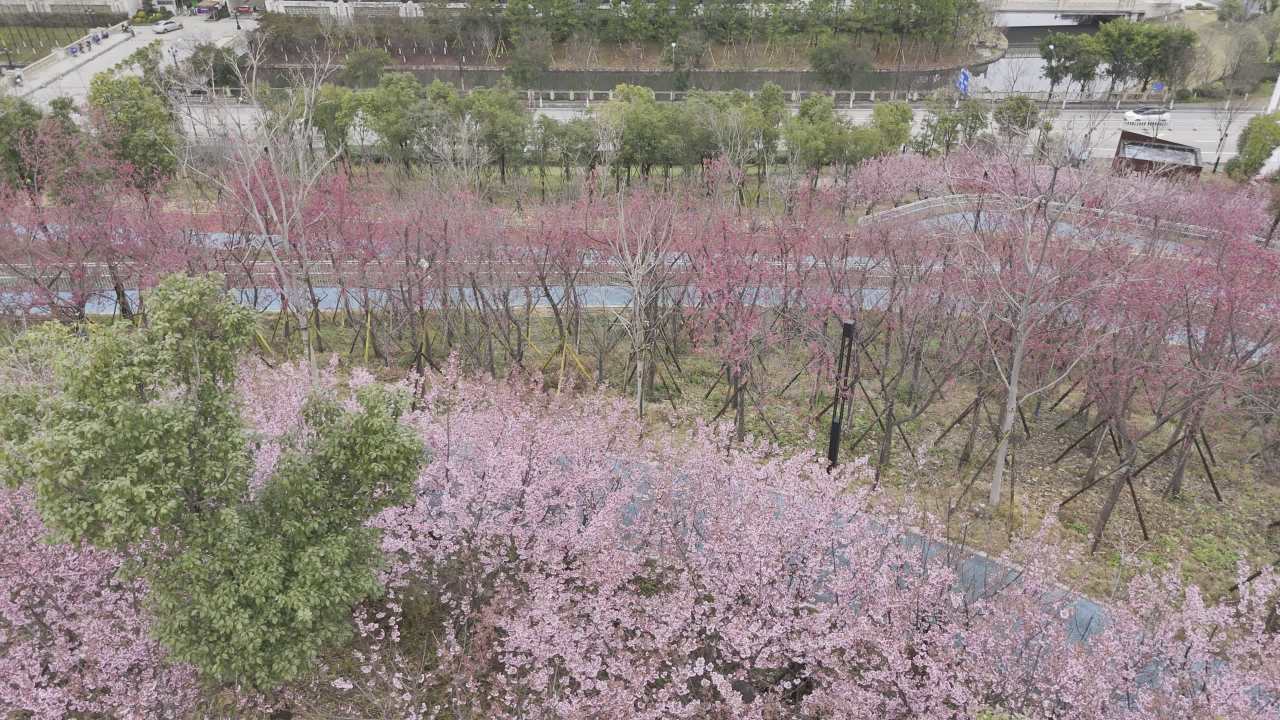 樱花盛开的公园