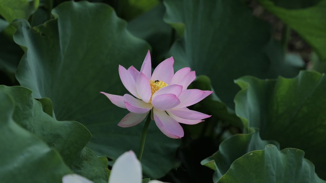 荷花 35