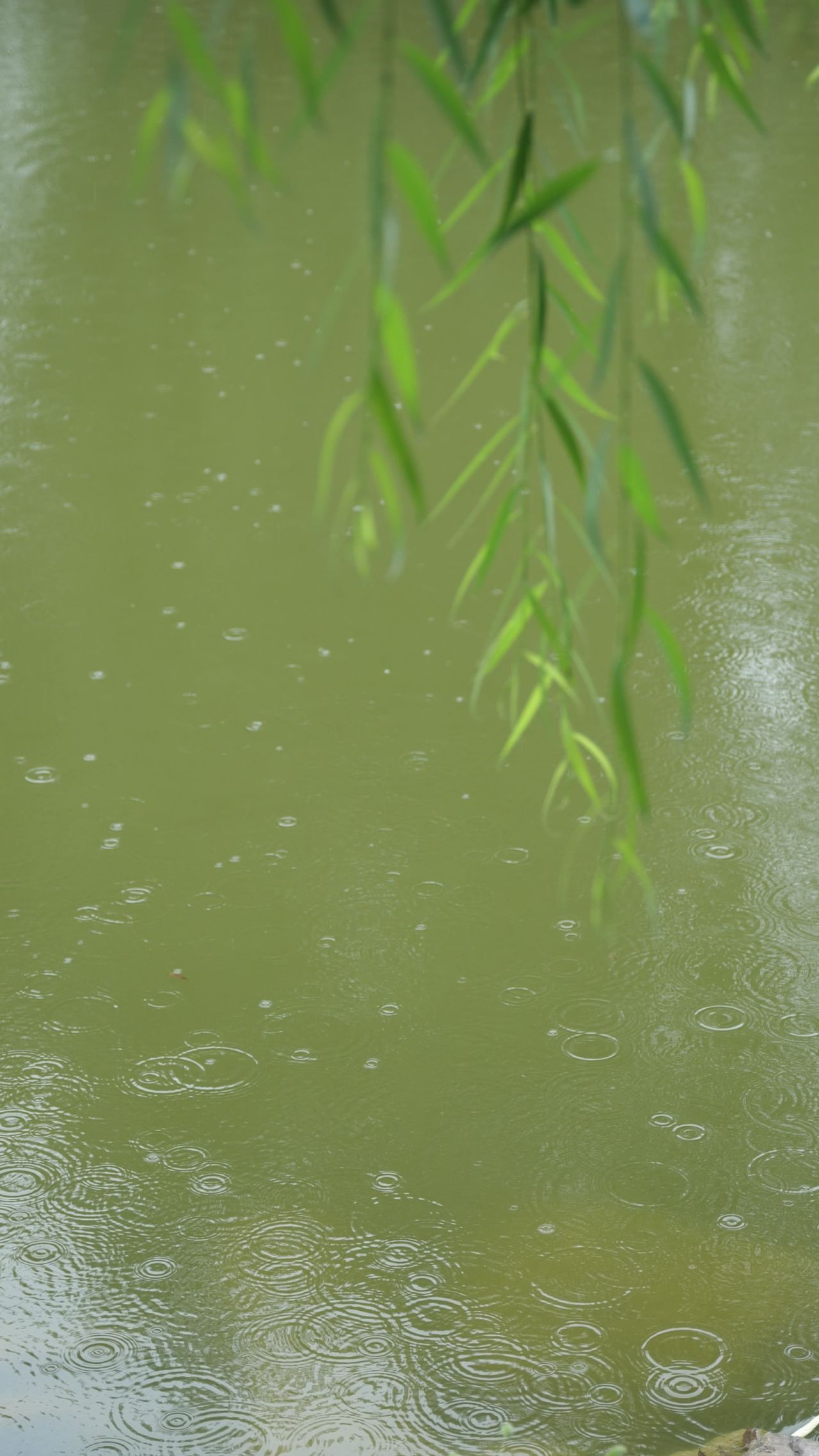 池塘雨滴