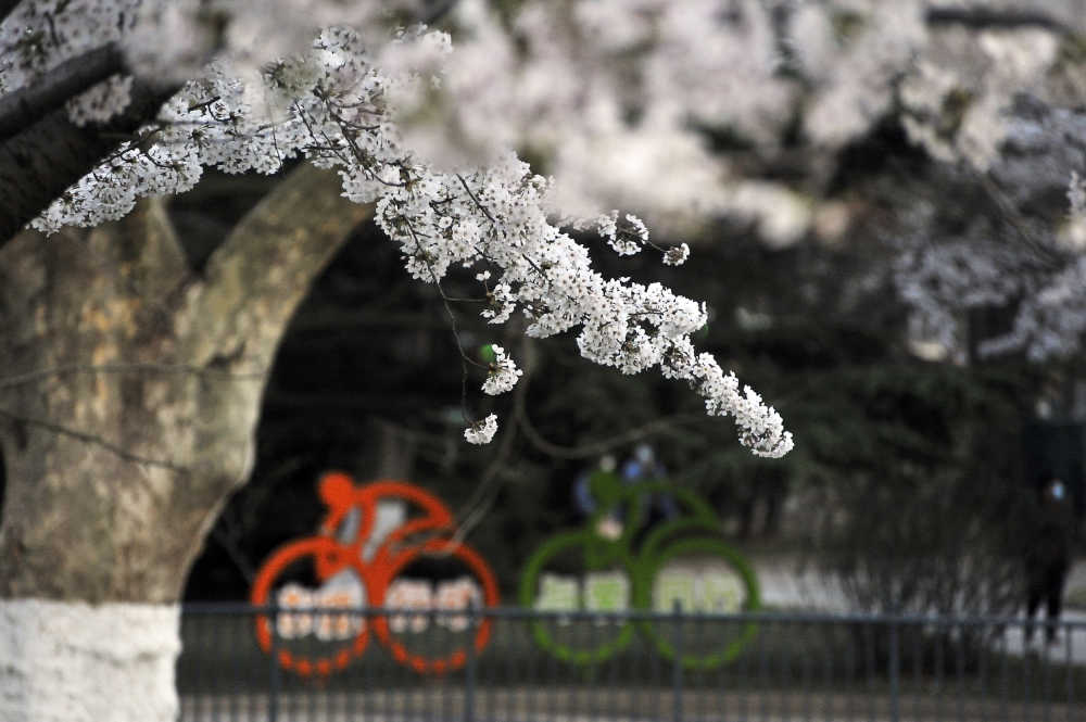 樱花下的骑自行车雕塑