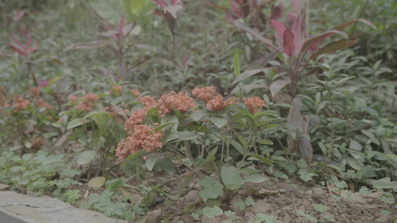 德天瀑布 16