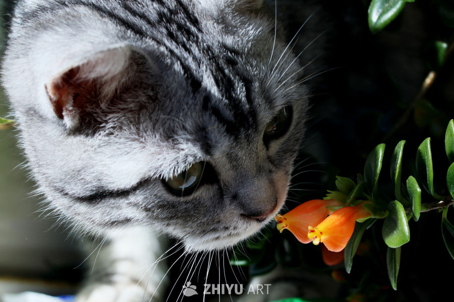 嗅花香的美短猫咪