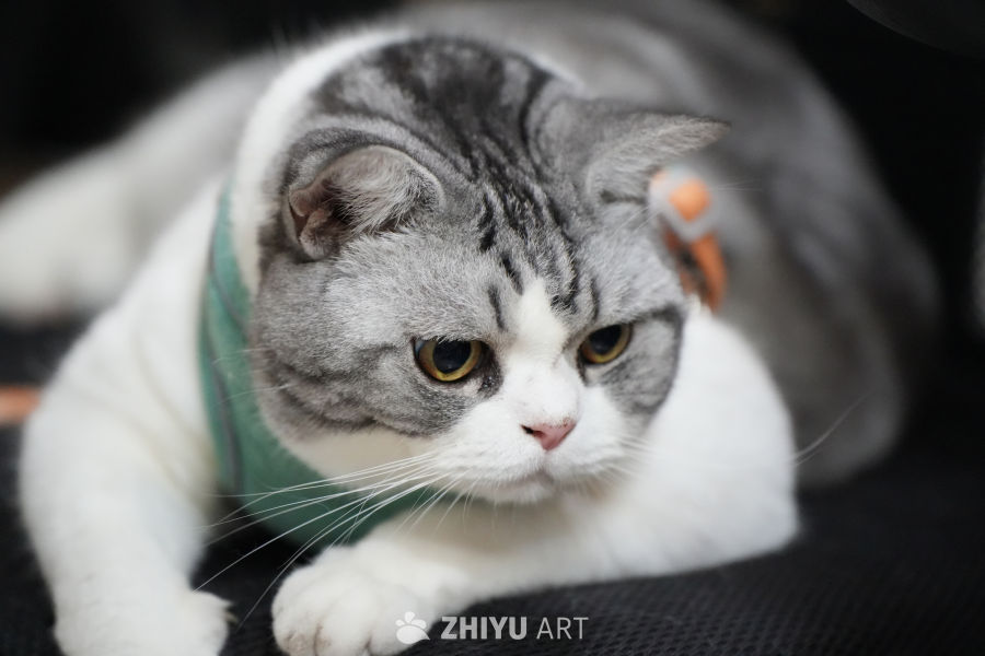 喵咪 21