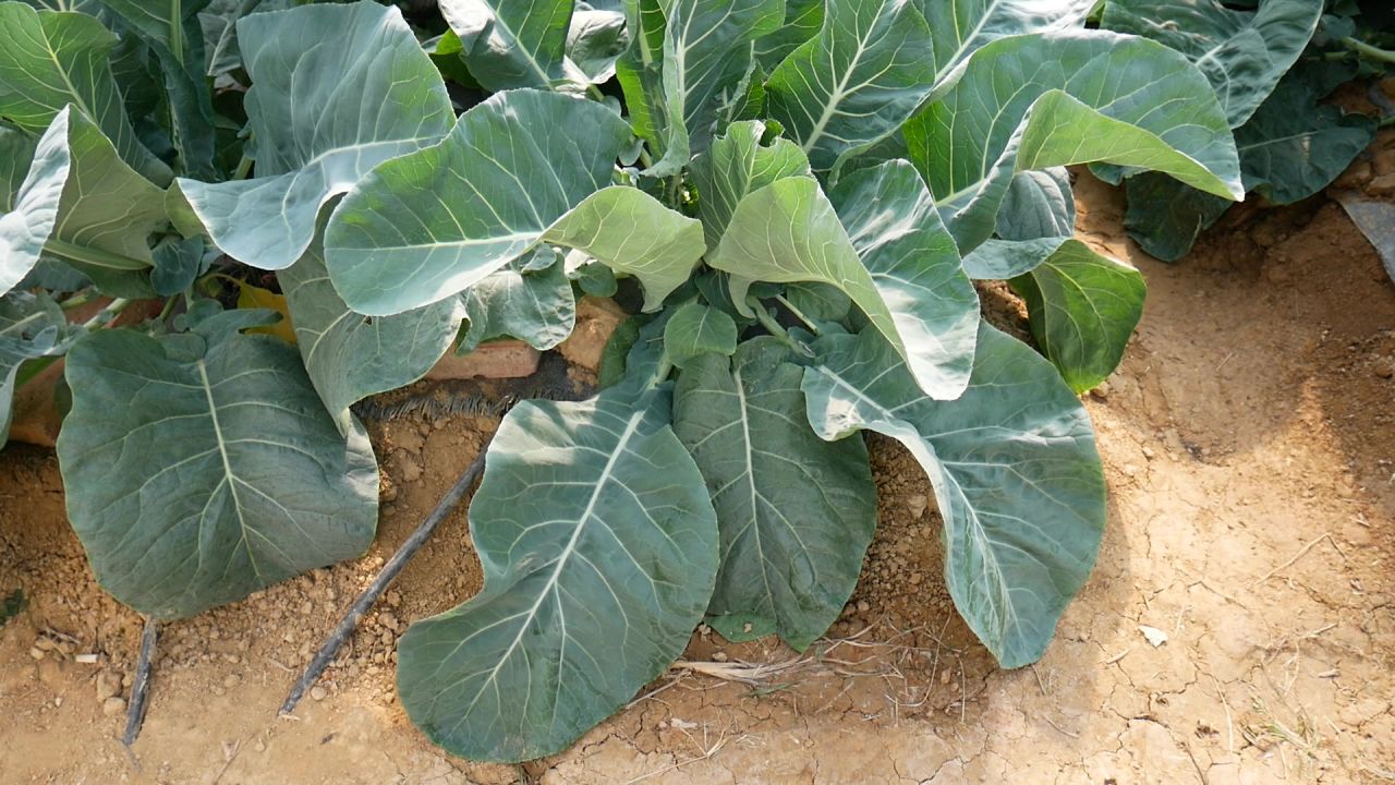 蔬菜大棚2