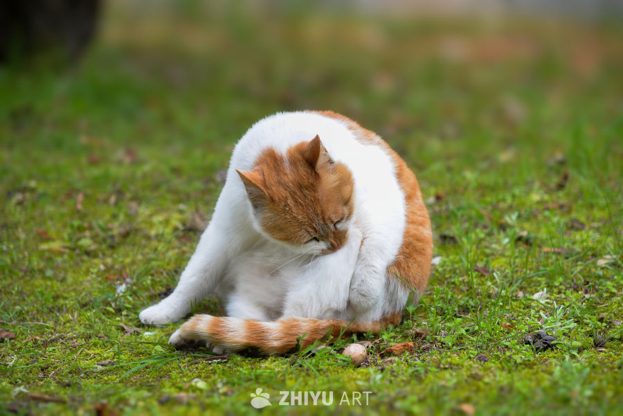 猫咪草地舔毛瞬间