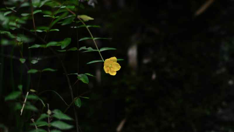 黄花