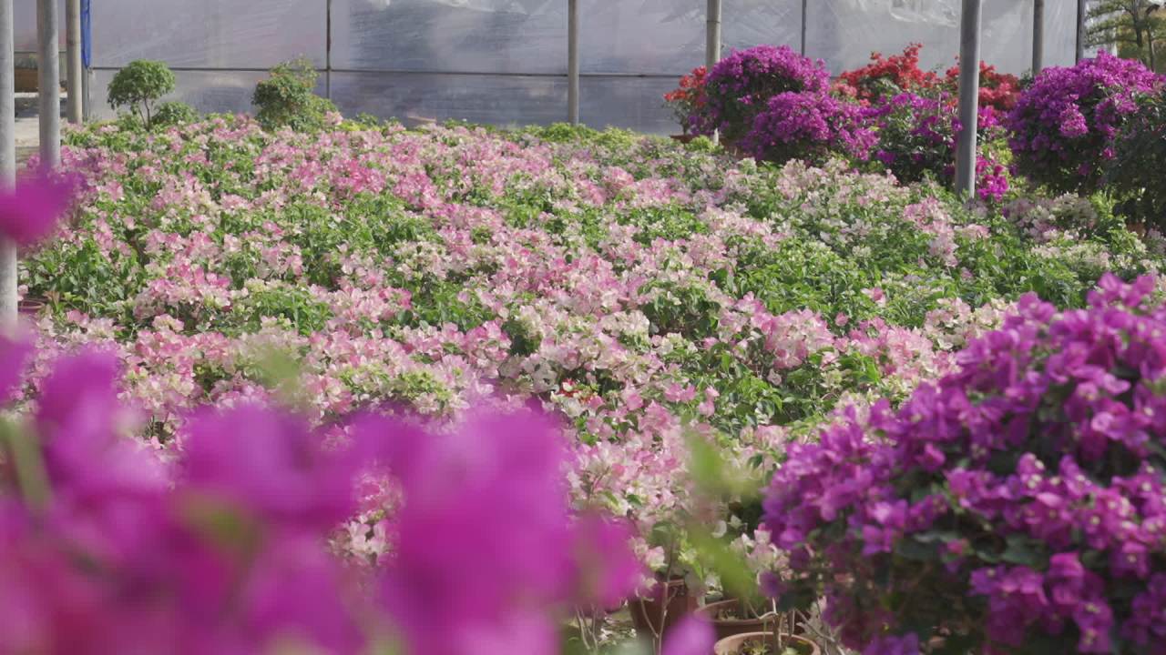 年宵花 17