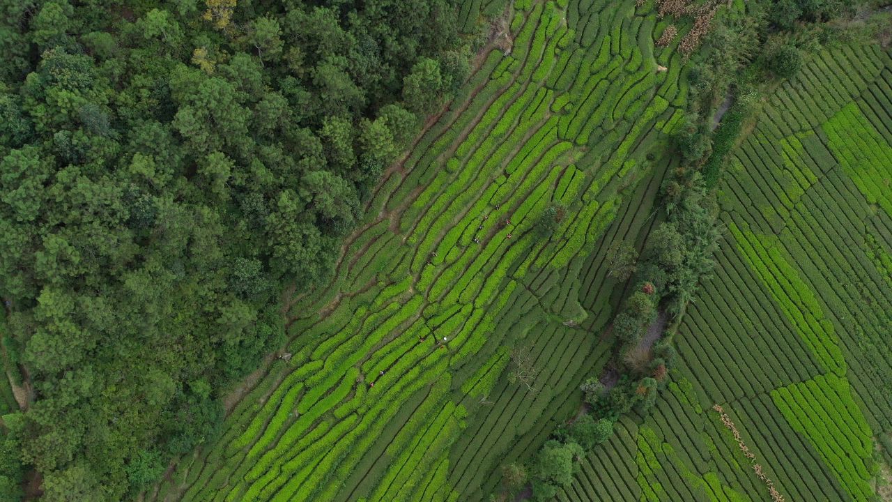 茶 15