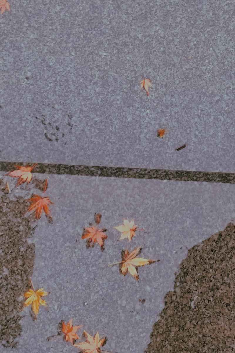 枫