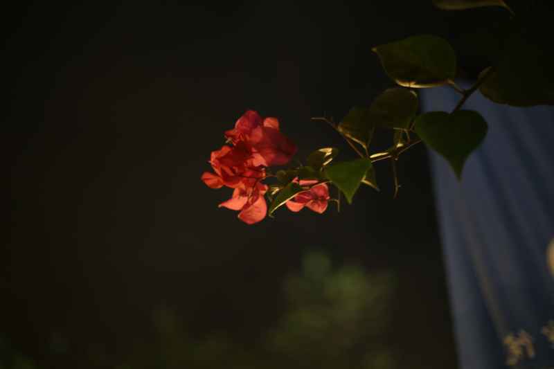 红花