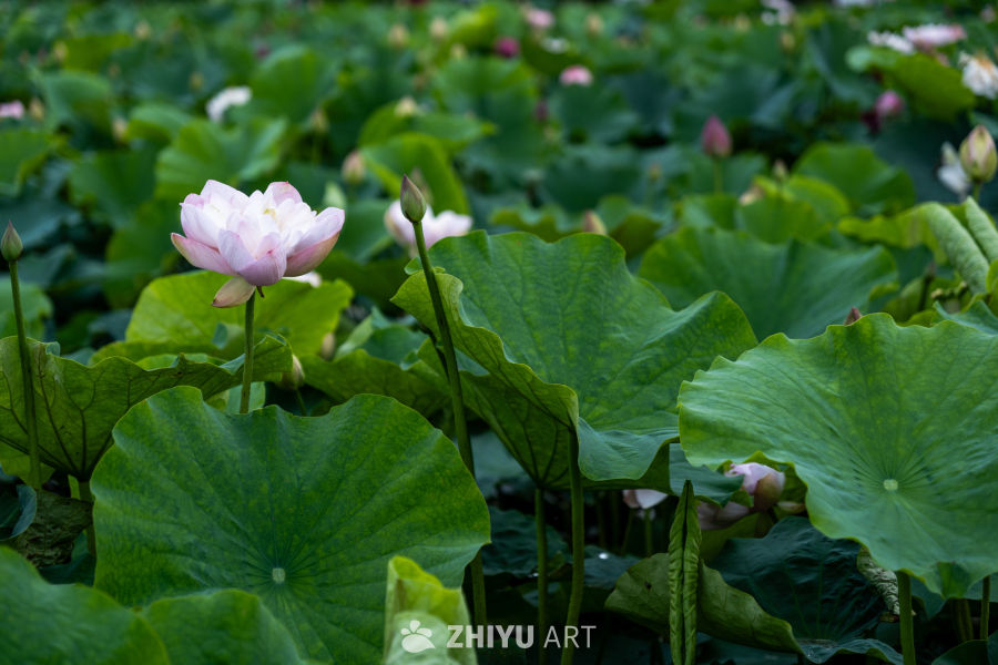 荷花 37