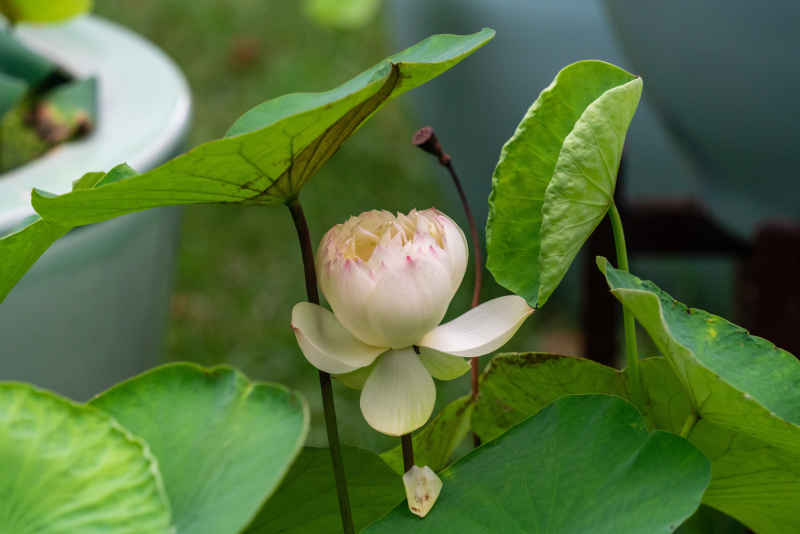 苏州荷花 13