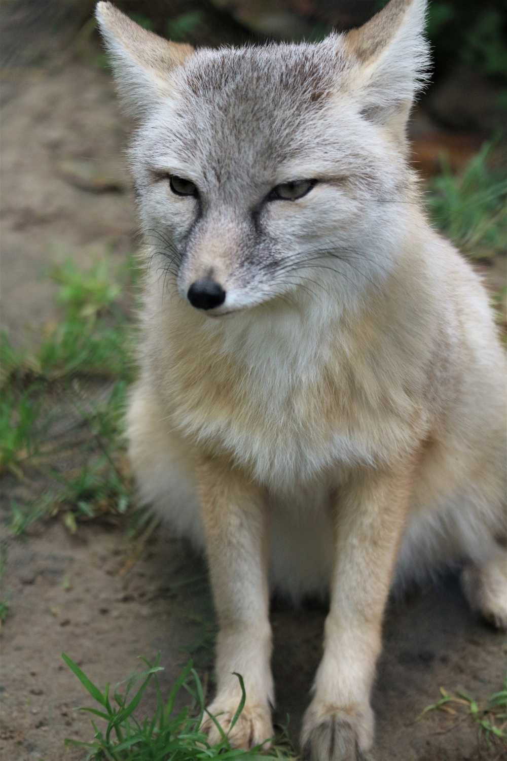 狐狸捕食者动物园动物世界