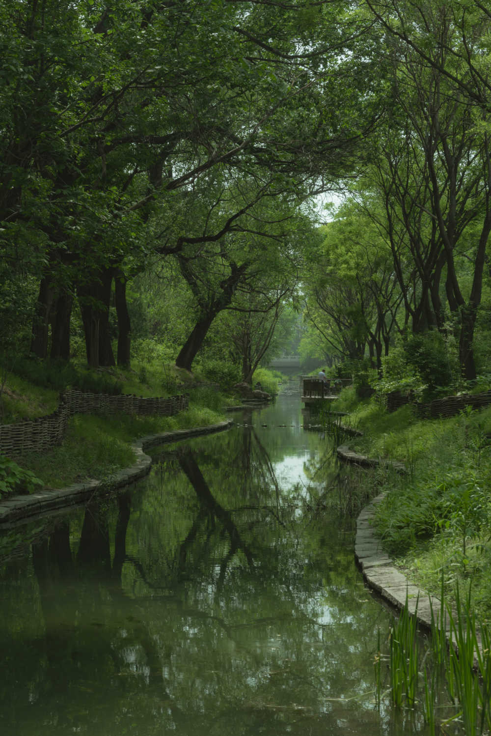 植物之美