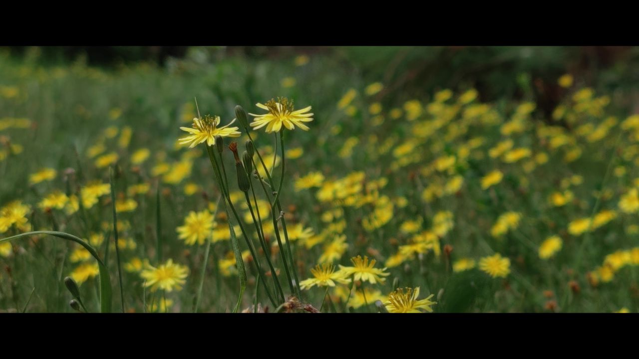 小黄花~3