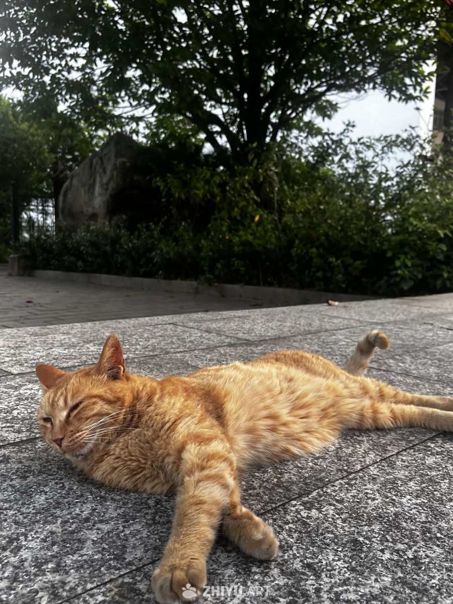 阳光下的慵懒时光