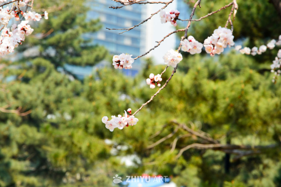 春花山桃
