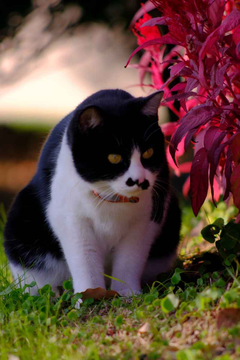 校喵