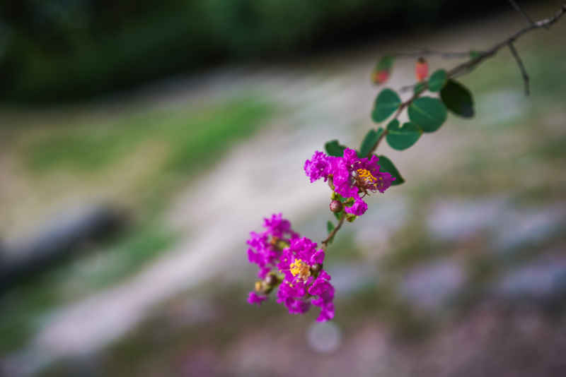 紫薇花 11