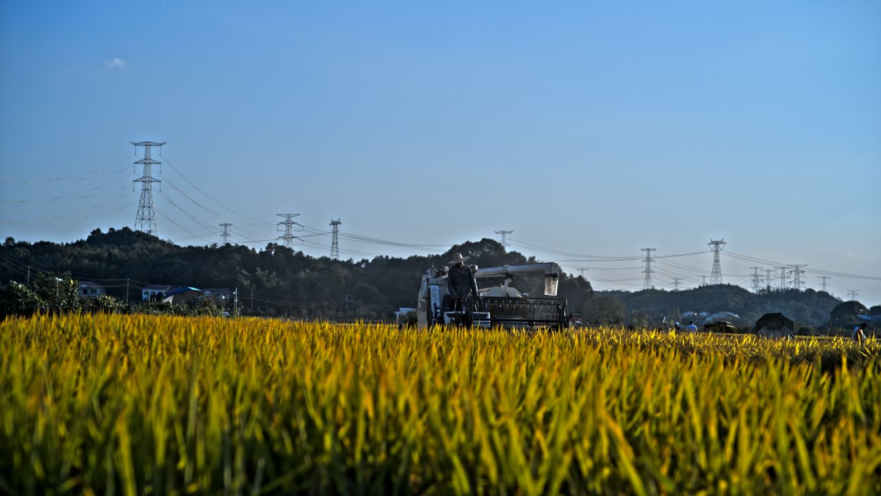 稻子丰收收割实拍素材