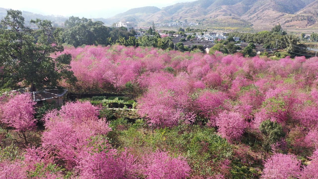 樱花航拍