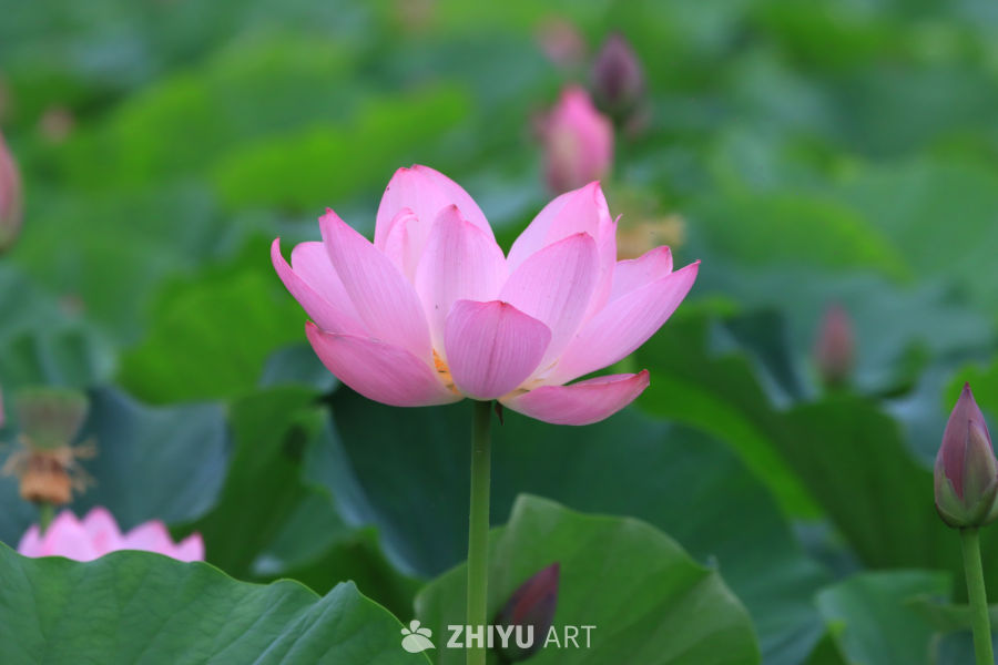 荷花 85